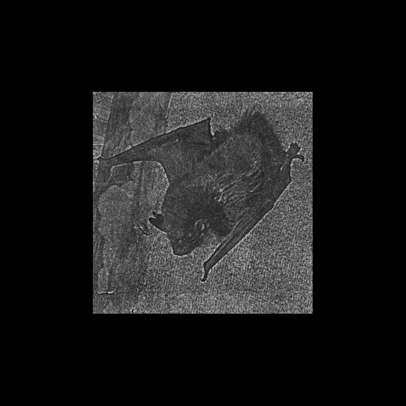 The True Werwolf (FIN) "Vampyr Strigoi / Rituals" LP (black)