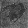 The True Werwolf (FIN) "Vampyr Strigoi / Rituals" LP (black)